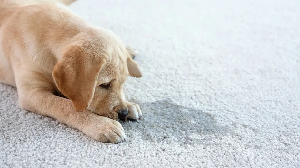 Quality pet stain and odor removal service