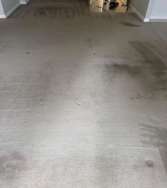 Carpet Cleaning Services in east north shore